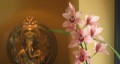 dinufamily_web_12_orchid