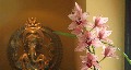 DINU-FAMILY_web_12_orchid